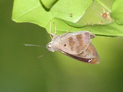 Polygonus leo histrio