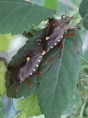 Pentatoma rufipes