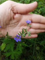 Geranium igoschinae
