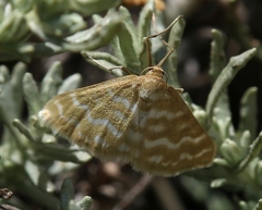 Idaea sericeata