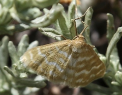 Idaea sericeata