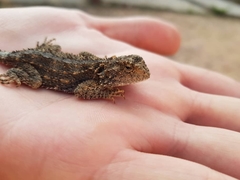 Agama armata