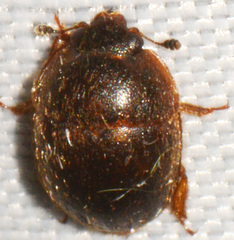 Amphicrossus ciliatus