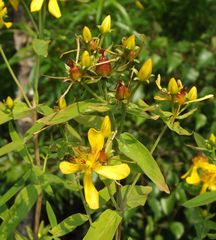 Hypericum ascyron gebleri