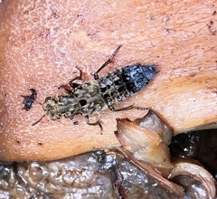 Ontholestes