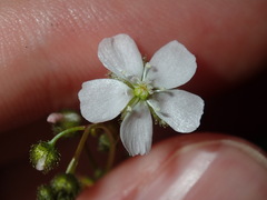 Drosera peltata