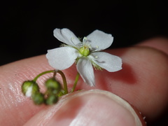 Drosera peltata