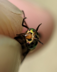 Chrysops lateralis
