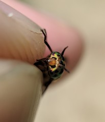 Chrysops lateralis