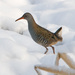Water Rail - Photo (c) Sergey Yeliseev, some rights reserved (CC BY-NC-ND)