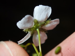 Drosera peltata