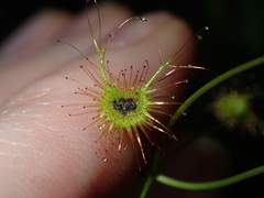 Drosera peltata