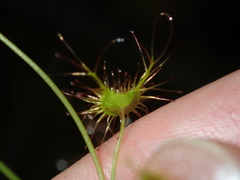 Drosera peltata