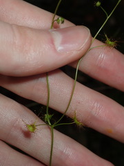 Drosera peltata