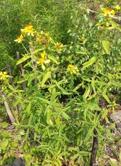 Hypericum ascyron gebleri
