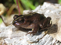 Tolhuaca Spiny-Chest Frog photo 5