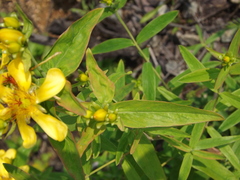 Hypericum ascyron gebleri