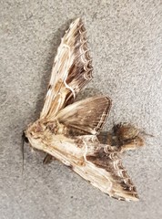 Dudusa sphingiformis