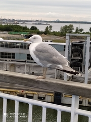 Larus argentatus
