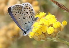 Plebejus bellieri