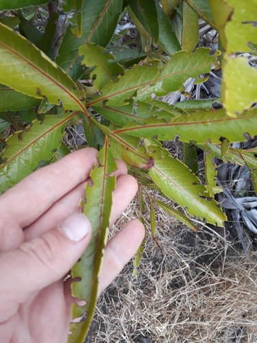 Elaeodendron orientale, photograph 2