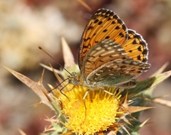 Argynnis elisa