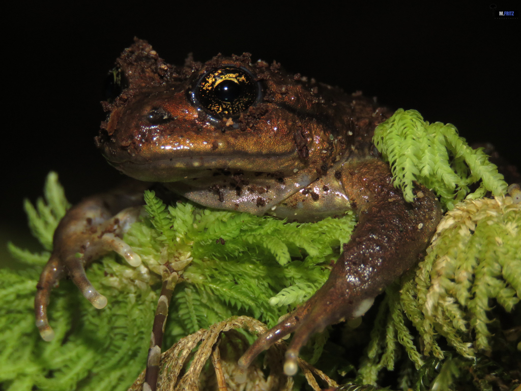 Olive Spiny-Chest Frog