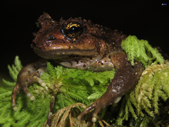 Olive Spiny-Chest Frog photo 1