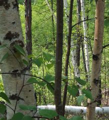 Betula platyphylla