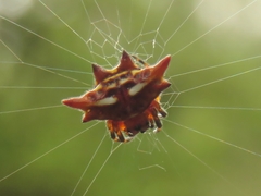 Gasteracantha curvispina