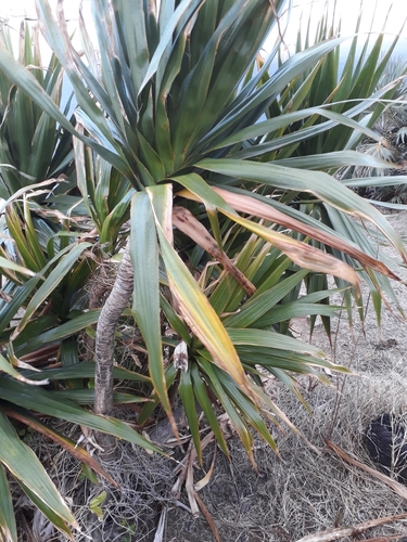 Dracaena concinna image