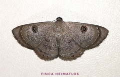 Argyrotome melae