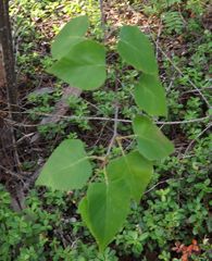 Betula platyphylla