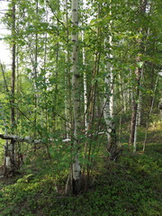 Betula platyphylla