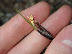 Ptilothrix deusta
