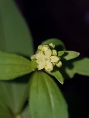 Galium oreganum