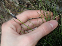 Ptilothrix deusta