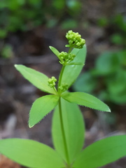 Galium oreganum