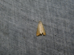 Scirpophaga incertulas
