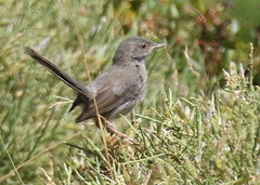 Curruca sarda