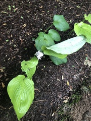 Hosta ventricosa
