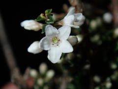 Epacris microphylla