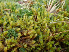 Palustriella falcata