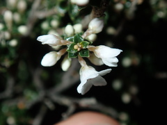 Epacris microphylla