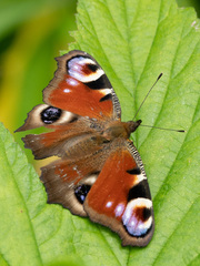 Aglais io
