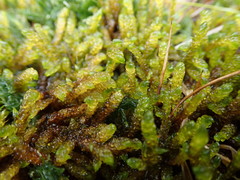 Palustriella falcata