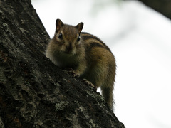 Eutamias sibiricus