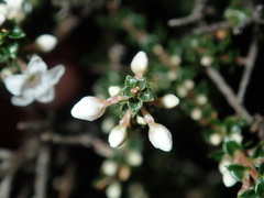 Epacris microphylla
