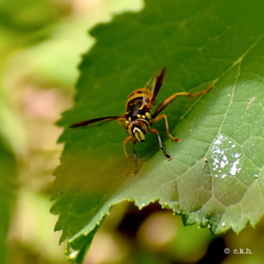 Spilomyia alcimus