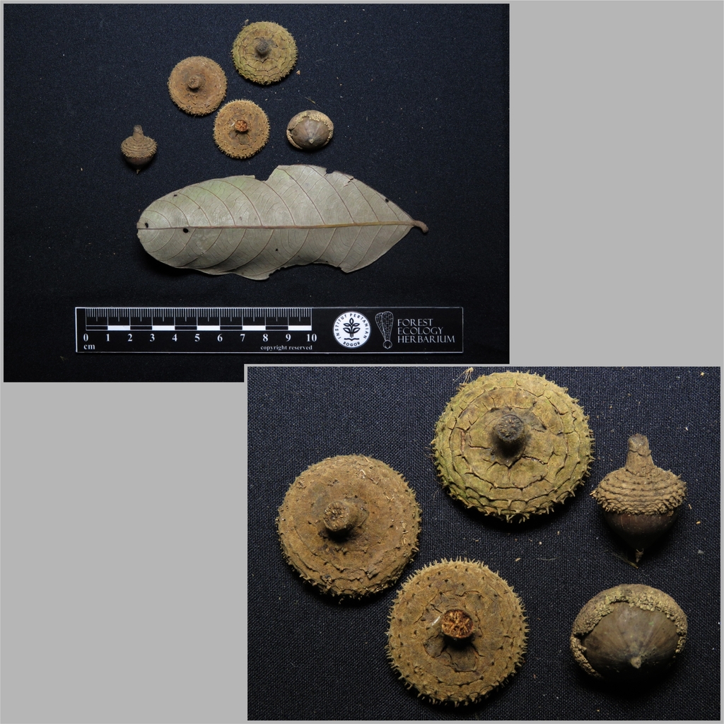 Lithocarpus hystrix (Lithocarpus hystrix)